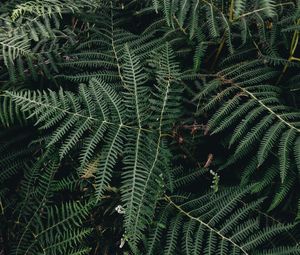 Preview wallpaper fern, leaves, green, plant, nature