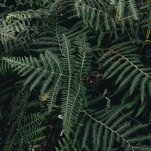 Preview wallpaper fern, leaves, green, plant, nature