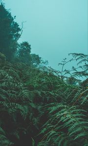 Preview wallpaper fern, leaves, green, plants, fog