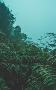 Preview wallpaper fern, leaves, green, plants, fog