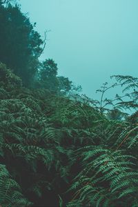 Preview wallpaper fern, leaves, green, plants, fog