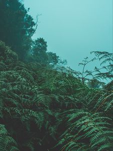 Preview wallpaper fern, leaves, green, plants, fog