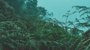 Preview wallpaper fern, leaves, green, plants, fog