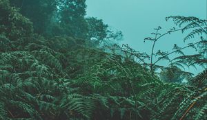 Preview wallpaper fern, leaves, green, plants, fog