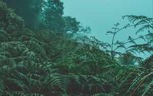 Preview wallpaper fern, leaves, green, plants, fog