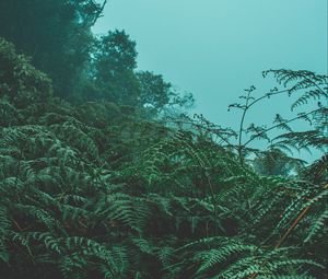 Preview wallpaper fern, leaves, green, plants, fog