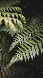 Preview wallpaper fern, leaves, green, plant, bush