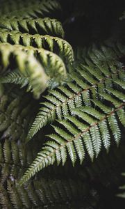 Preview wallpaper fern, leaves, green, plant, bush