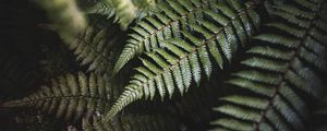 Preview wallpaper fern, leaves, green, plant, bush