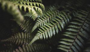 Preview wallpaper fern, leaves, green, plant, bush