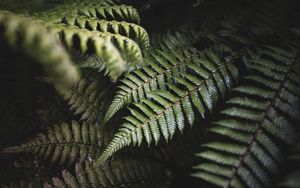 Preview wallpaper fern, leaves, green, plant, bush