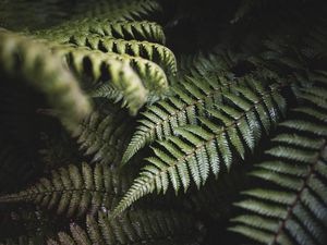 Preview wallpaper fern, leaves, green, plant, bush