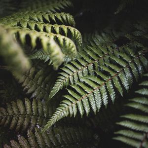 Preview wallpaper fern, leaves, green, plant, bush