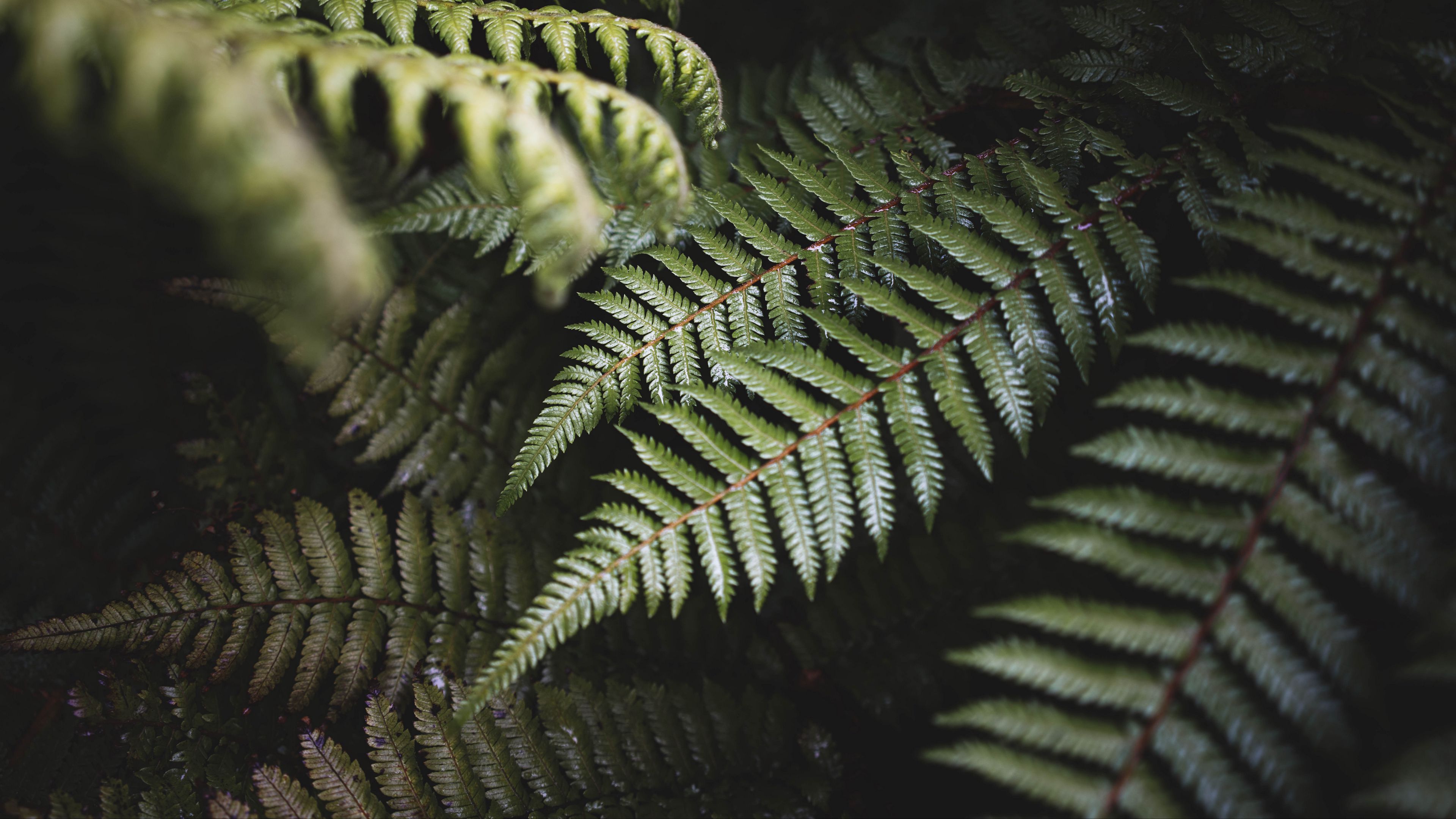 Download wallpaper 3840x2160 fern, leaves, green, plant, bush 4k uhd 16 ...