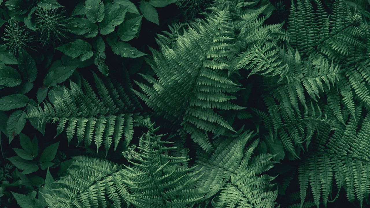 Wallpaper fern, leaves, green, plant, aerial view