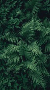 Preview wallpaper fern, leaves, green, plant, aerial view