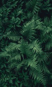 Preview wallpaper fern, leaves, green, plant, aerial view