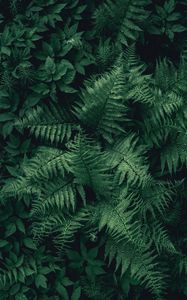 Preview wallpaper fern, leaves, green, plant, aerial view