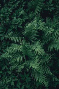 Preview wallpaper fern, leaves, green, plant, aerial view