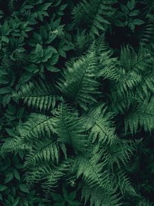 Preview wallpaper fern, leaves, green, plant, aerial view