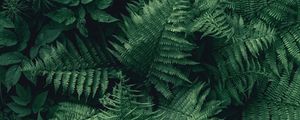 Preview wallpaper fern, leaves, green, plant, aerial view