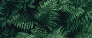 Preview wallpaper fern, leaves, green, plant, aerial view