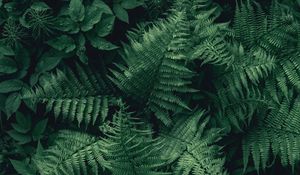 Preview wallpaper fern, leaves, green, plant, aerial view