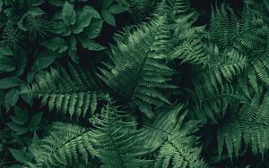 Preview wallpaper fern, leaves, green, plant, aerial view