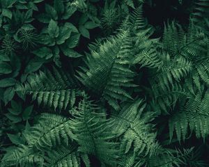 Preview wallpaper fern, leaves, green, plant, aerial view