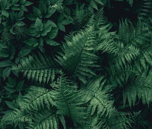 Preview wallpaper fern, leaves, green, plant, aerial view