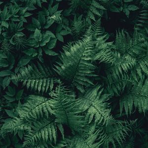 Preview wallpaper fern, leaves, green, plant, aerial view