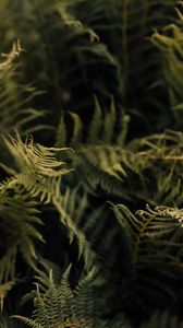 Preview wallpaper fern, leaves, green, macro