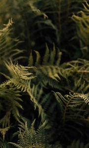 Preview wallpaper fern, leaves, green, macro