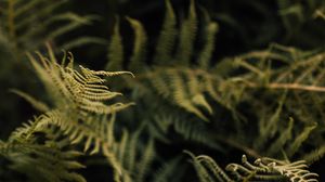 Preview wallpaper fern, leaves, green, macro