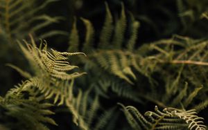 Preview wallpaper fern, leaves, green, macro