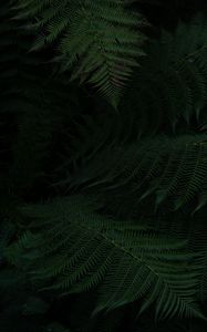 Preview wallpaper fern, leaves, green, dark, plant