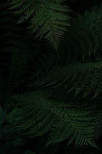 Preview wallpaper fern, leaves, green, dark, plant