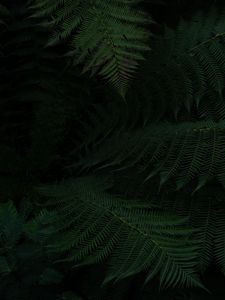 Preview wallpaper fern, leaves, green, dark, plant