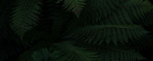 Preview wallpaper fern, leaves, green, dark, plant