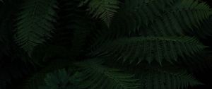 Preview wallpaper fern, leaves, green, dark, plant