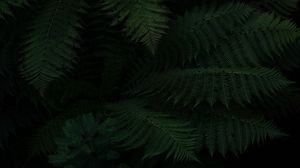 Preview wallpaper fern, leaves, green, dark, plant