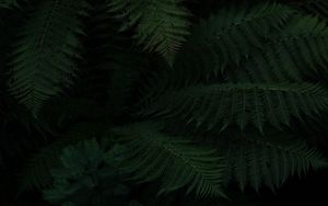 Preview wallpaper fern, leaves, green, dark, plant