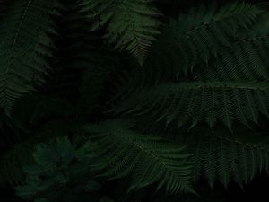 Preview wallpaper fern, leaves, green, dark, plant