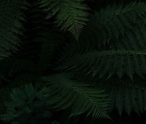 Preview wallpaper fern, leaves, green, dark, plant