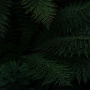 Preview wallpaper fern, leaves, green, dark, plant