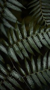 Preview wallpaper fern, leaves, green, macro, plant