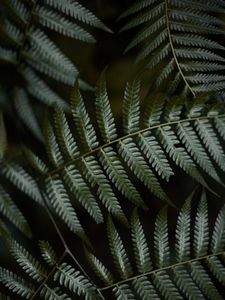 Preview wallpaper fern, leaves, green, macro, plant