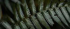 Preview wallpaper fern, leaves, green, macro, plant