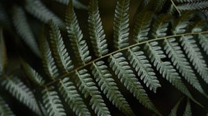 Preview wallpaper fern, leaves, green, macro, plant