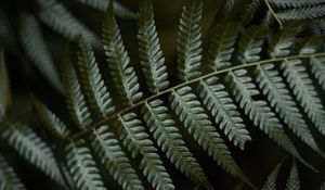 Preview wallpaper fern, leaves, green, macro, plant